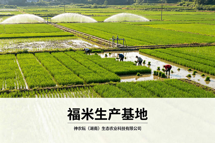 神农耘福米1号基地